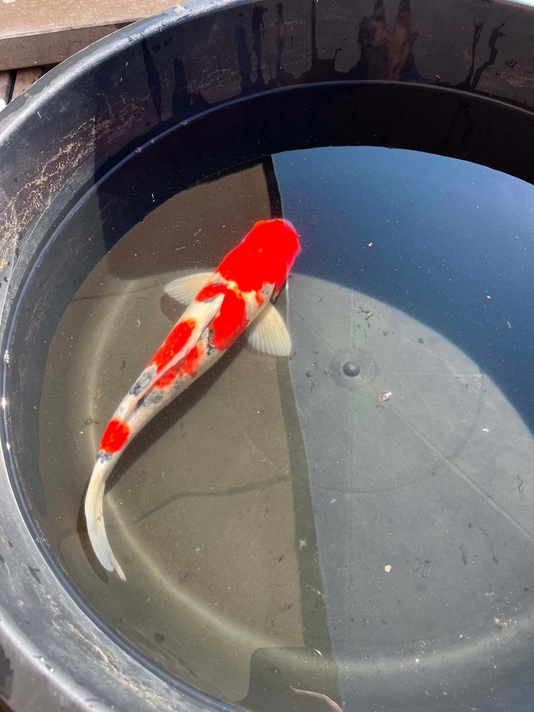 Japanse koi Sanke +- 35cm, Dieren en Toebehoren, Karper of Koi