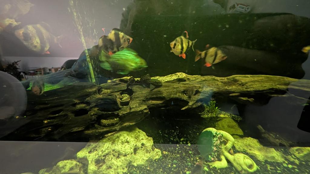 Aquarium te koop met vissen, Vis, Zoetwatervis
