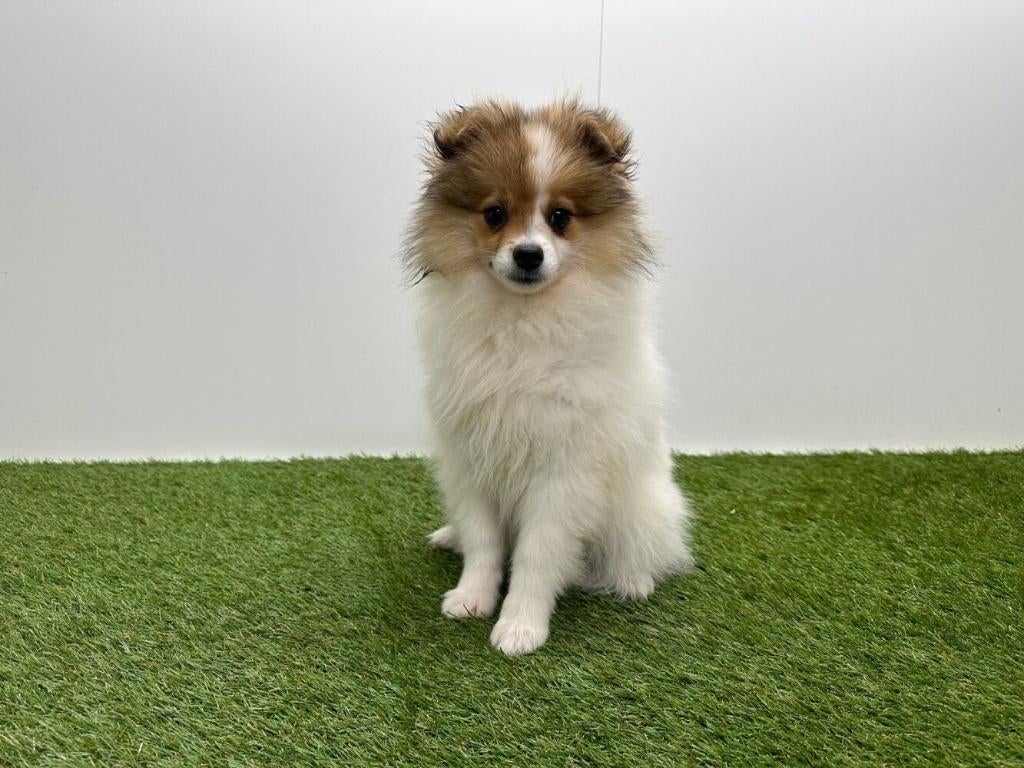 Chiots Spitz Nain, Loulou, Hépatite contagieuse (maladie de Rubarth), Plusieurs, Belgique