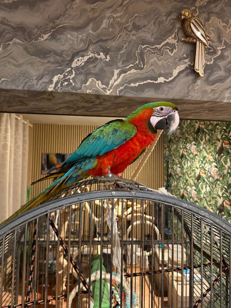 Ara Harlequin, Mâle, Perroquet, Parleur