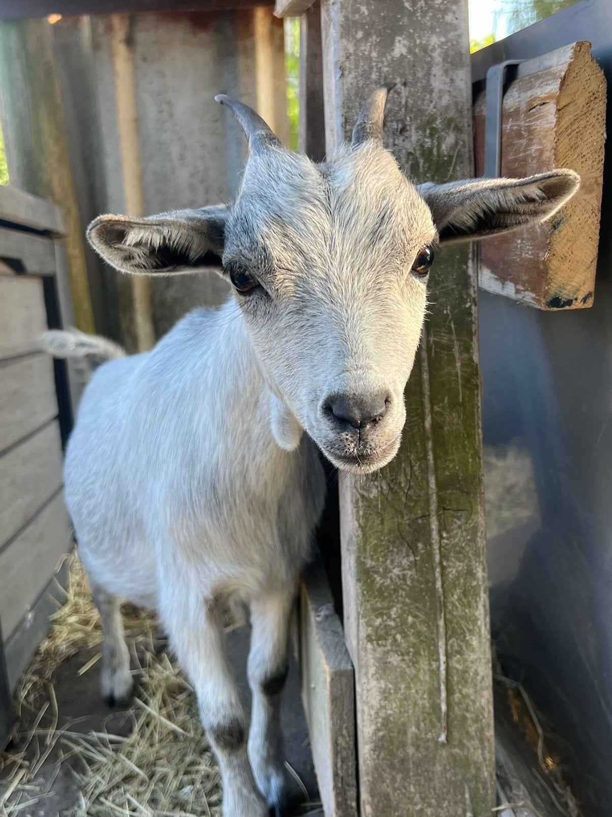 Grijs mieke, Femelle, Chèvre, 0 à 2 ans