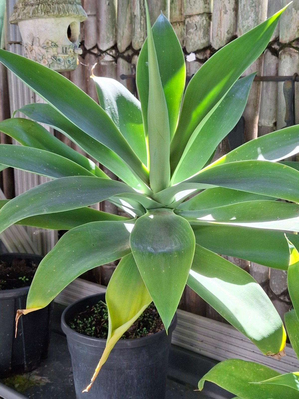 Prachtige agave attenuata binnen en buiten
Vanaf de lente bu, Jardin & Terrasse, Enlèvement, Printemps