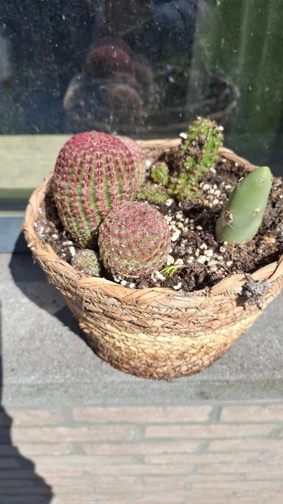 Cactussen ensemble, Ophalen