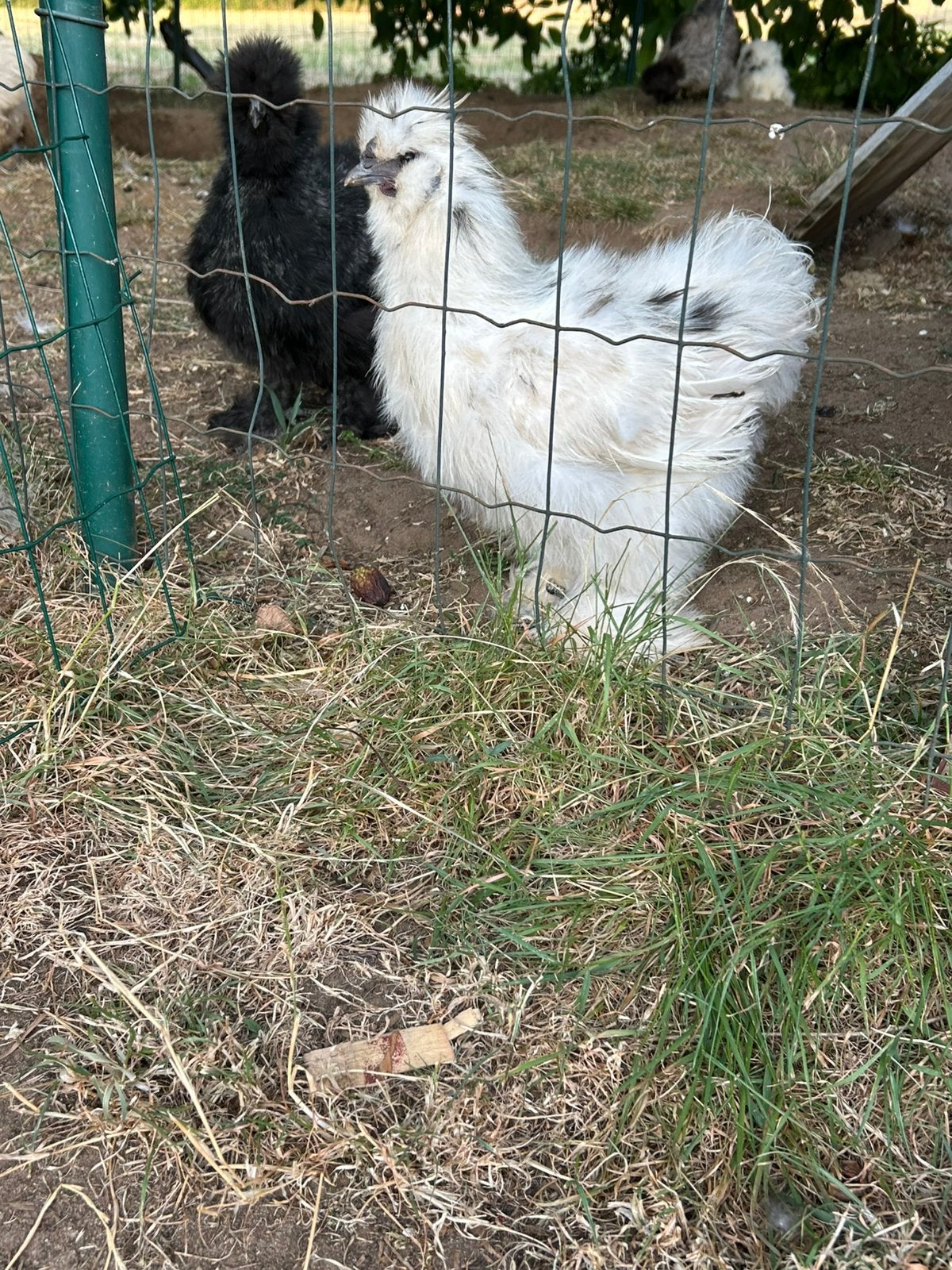 Zijdehoen hanen, Dieren en Toebehoren, Pluimvee, Mannelijk, Kip