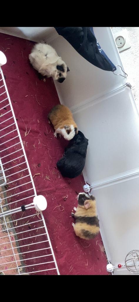 Twee knappe cavia beertjes, Januari, Mannelijk, Cavia