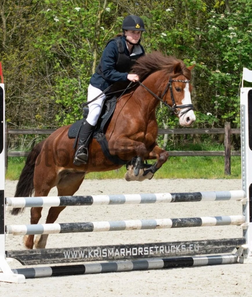 Getalenteerde D-springpony te koop, Merrie, Springpony, 7 tot 10 jaar, D pony (1.37m tot 1.48m)