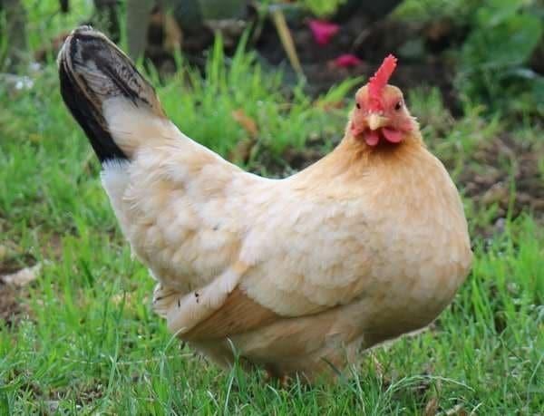 Chabo krielkippen jonge hennen beschikbaar, Dieren en Toebehoren, Vrouwelijk, Kip