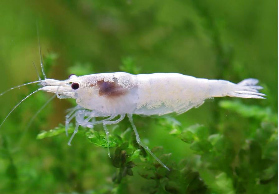 Neocaridina SnowStorm - Showgrade Nieuwe soort!, Homard, Crabe ou Crevette, Poisson d'eau douce, Banc de poissons