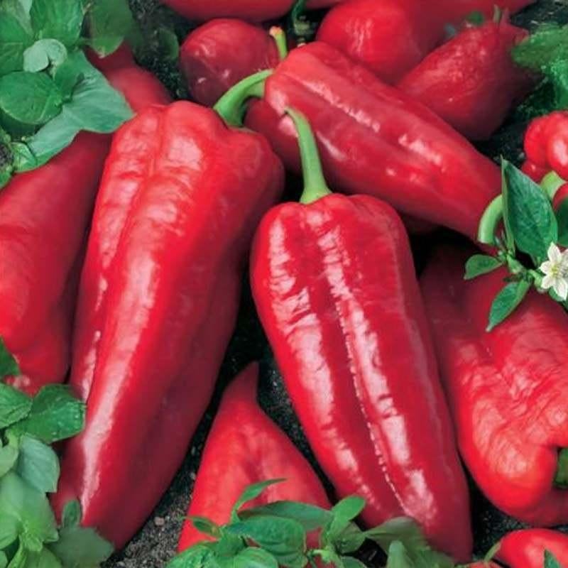 Zoete lange rode puntpaprika ATRIS oogst 2025, Ophalen of Verzenden, Voorjaar, Zaad