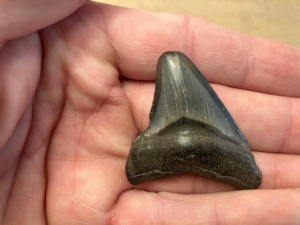LEUKE BABY MEGALODON TAND - 5 cm, Ophalen of Verzenden, Fossiel
