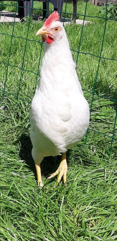 Kippen witte leghorn jonge hennen beschikbaar, Animaux & Accessoires, Volatiles, Poule ou poulet, Femelle