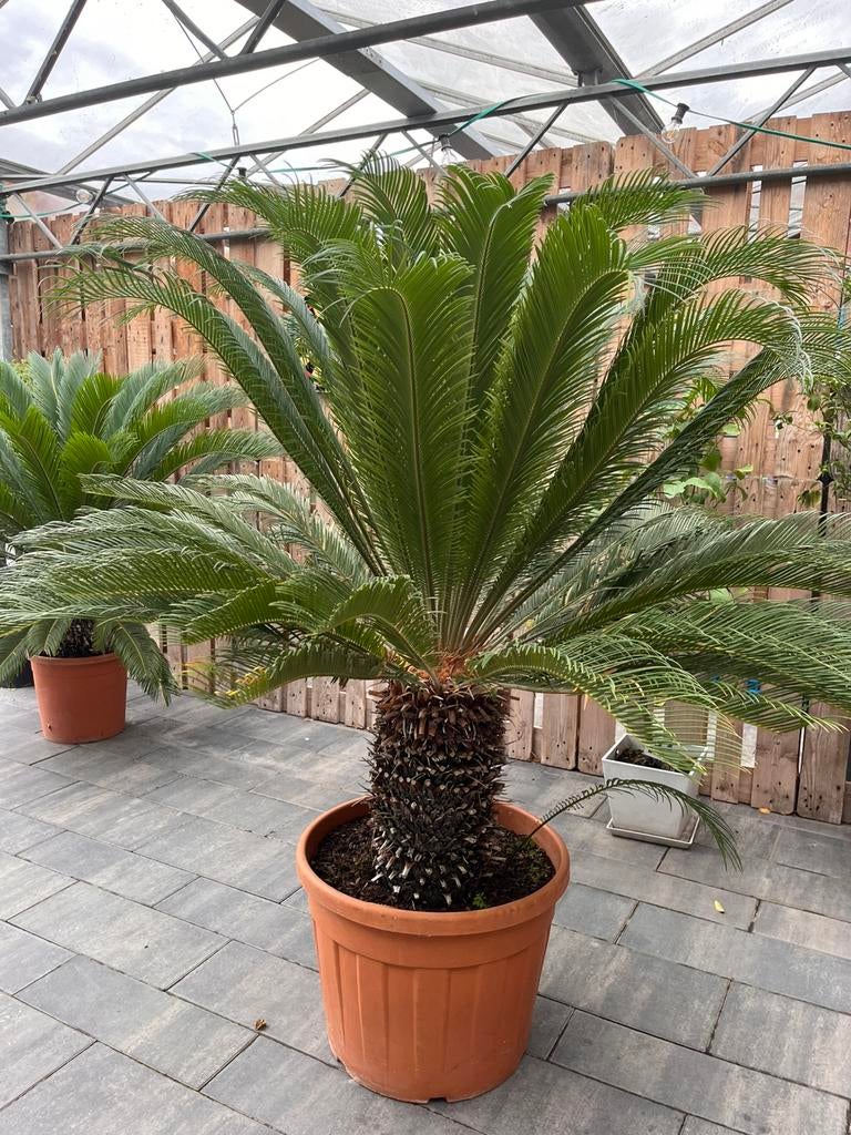 Cycas plant groot, Tuin en Terras, Planten | Tuinplanten, Volle zon, Lente, Ophalen