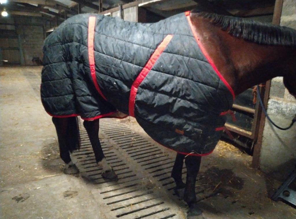 groot deken voor groot paard, Ophalen, Gebruikt, Deken