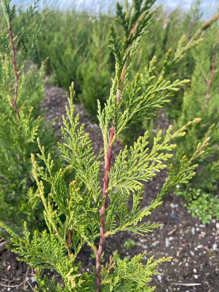 ‼️Thuja plic.Atrovirens tot 250 cm aan PROMOprijzen‼️, Jardin & Terrasse, Plantes | Arbustes & Haies, Enlèvement, Autres espèces