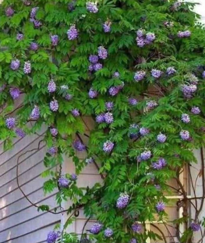 Glycine, Enlèvement