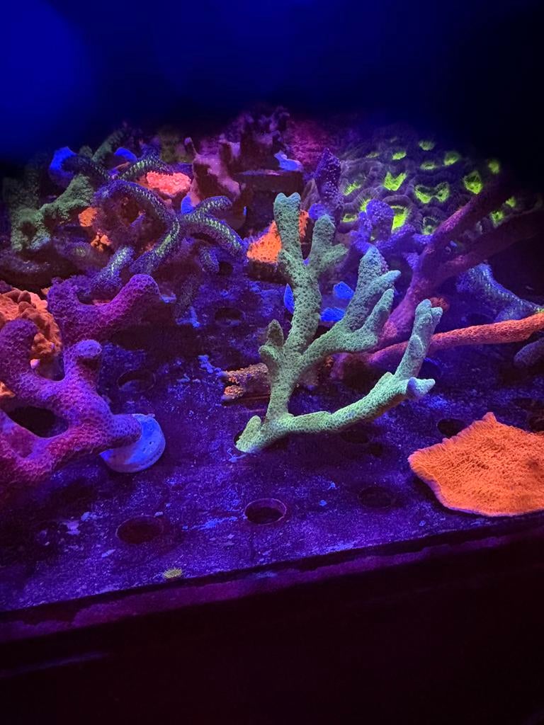 Groene montipora digitata(baby blue polyp), Animaux & Accessoires, Poissons | Poissons d'aquarium, Autres types, Poisson de mer