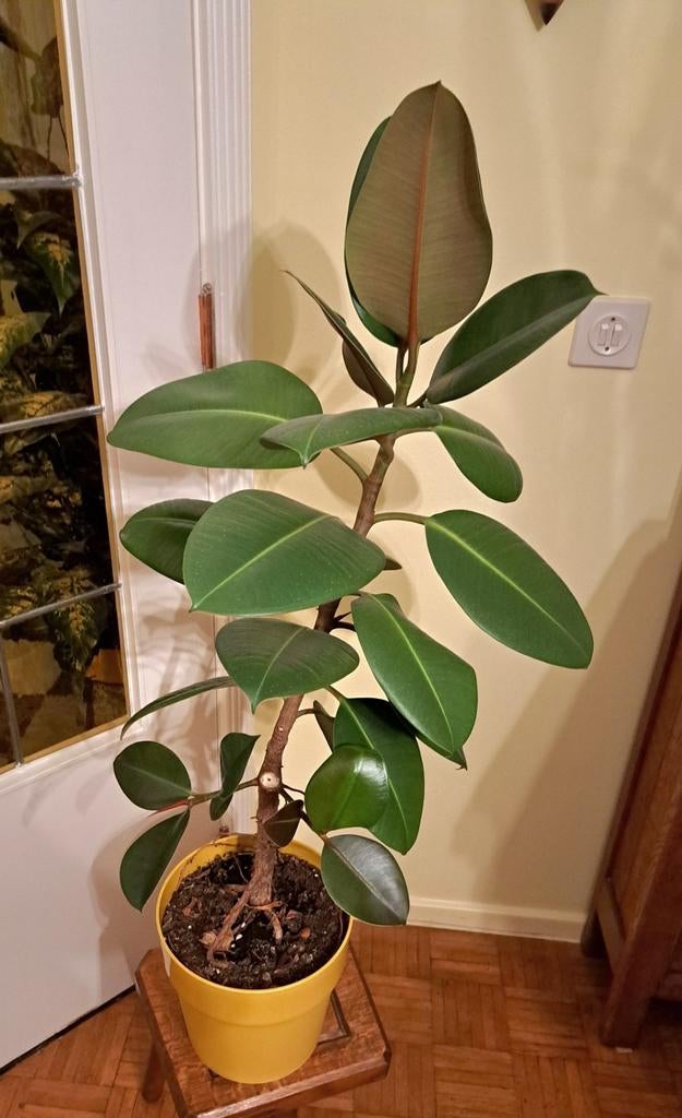 Ficus Robusta  - Rubberplant  90cm, Ophalen
