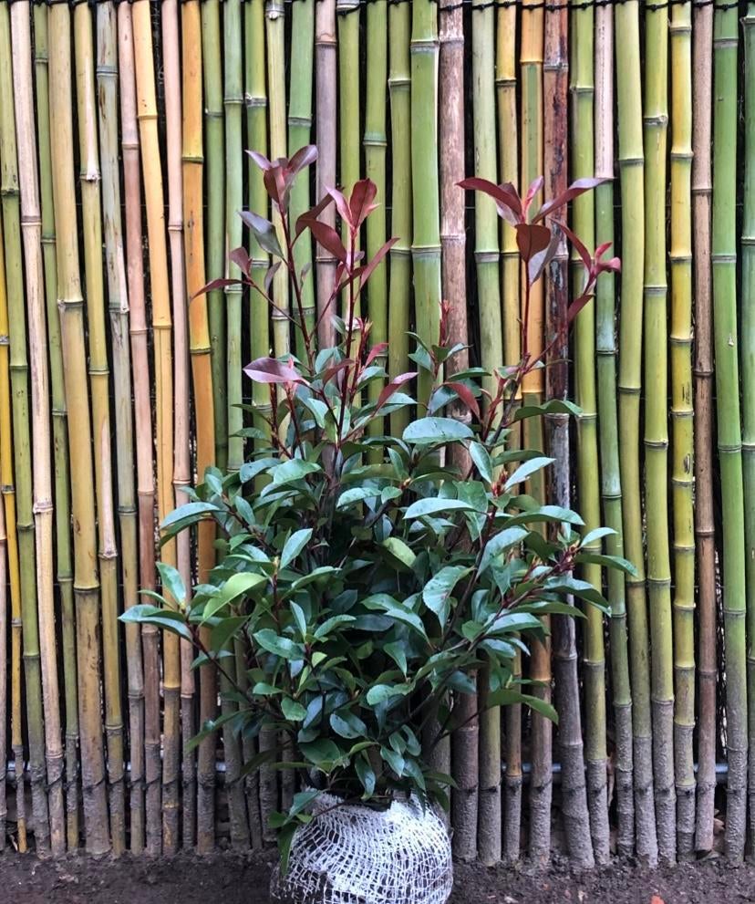 Photinia ‘Red Robin’, Tuin en Terras, Ophalen