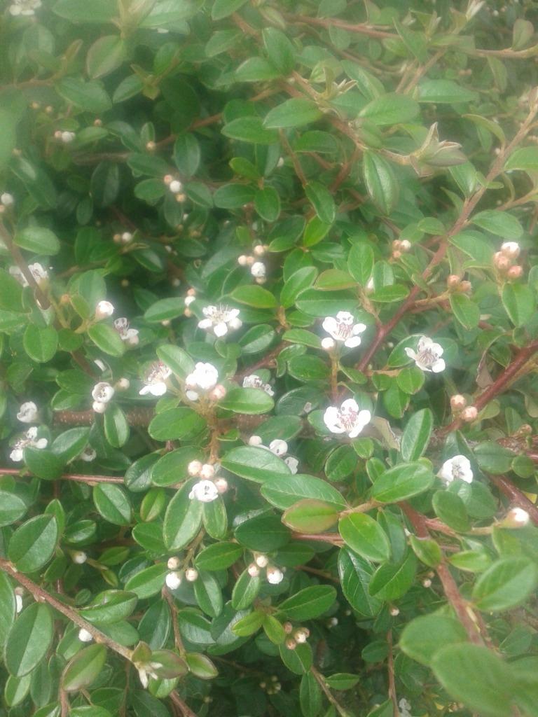 Cotoneaster 'Skogholm': bodembekker, Tuin en Terras, Ophalen, Bodembedekkers, Volle zon, Vaste plant