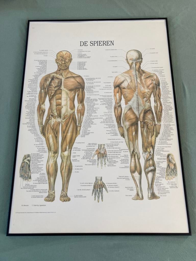 Het sleket en de spieren display, Ophalen, Zo goed als nieuw