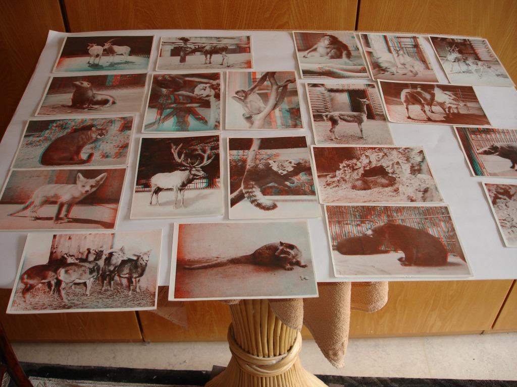 Kuifje / 20 toverfoto's / Zoo van Antwerpen : 1953, Collections, Enlèvement ou Envoi, Gravure, Comme neuf, 1940 à 1960