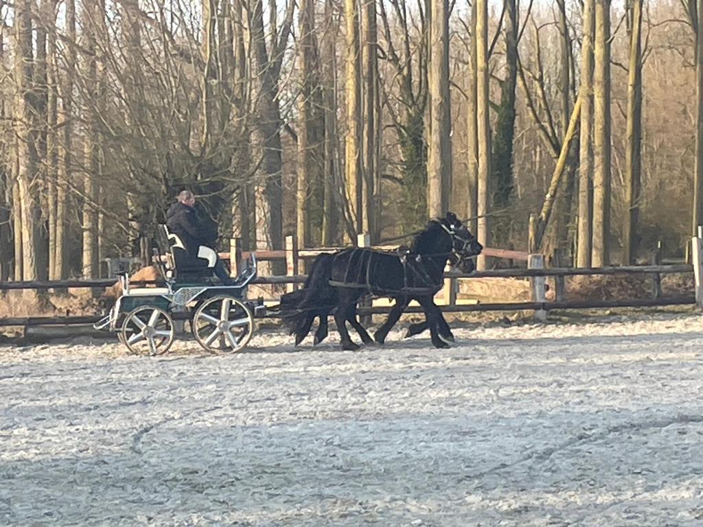 Mérens, Enlèvement, Dressage