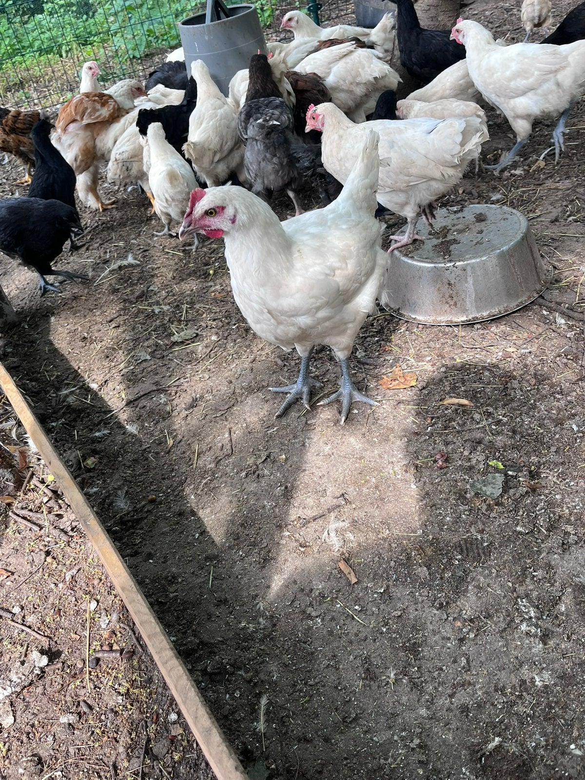 Poule de bresse haan