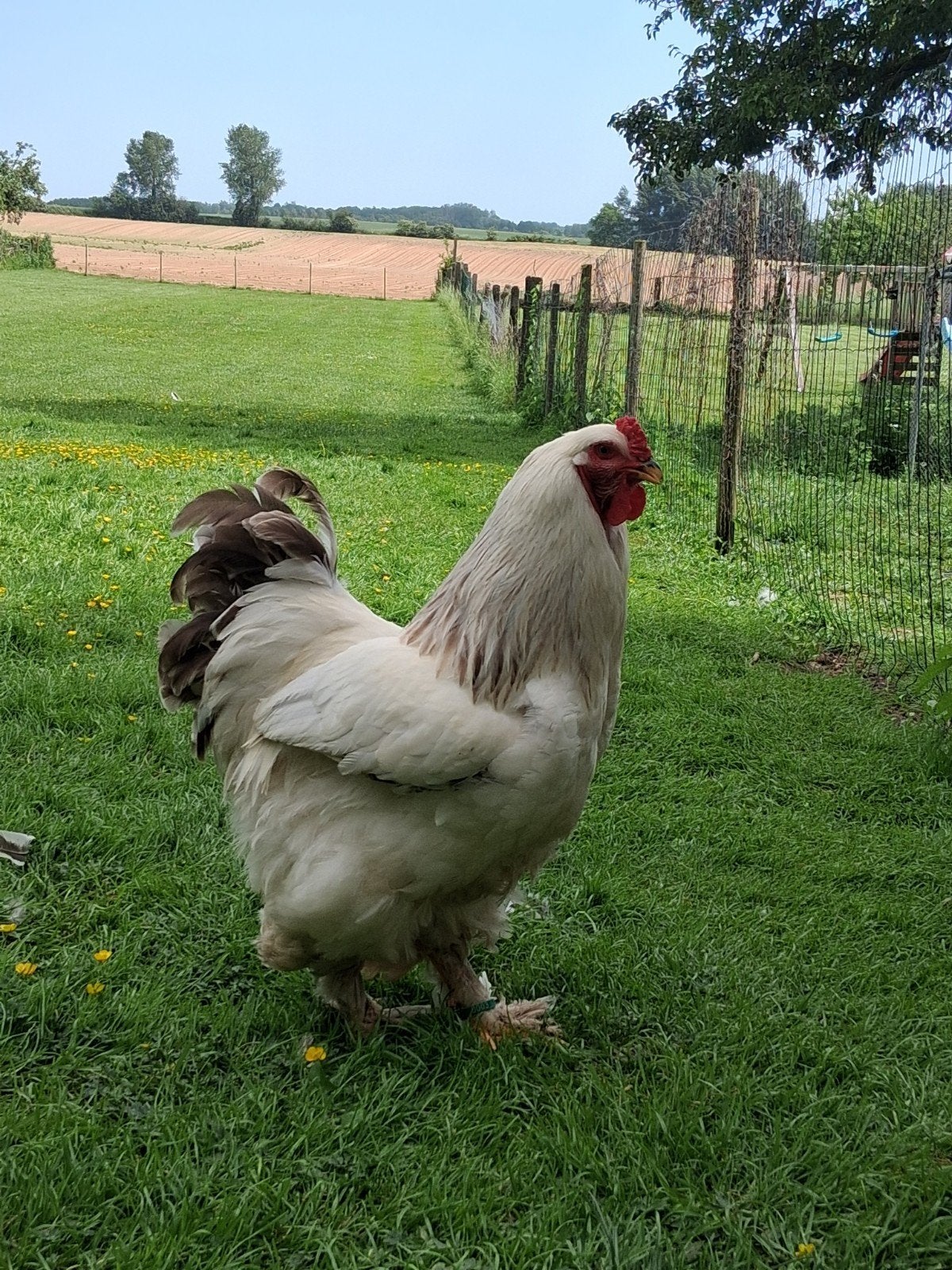 Coq Brahma, Animaux & Accessoires, Volatiles, Mâle, Poule ou poulet