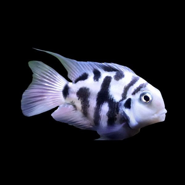 convict cichlidé, Poisson, Poisson d'eau douce