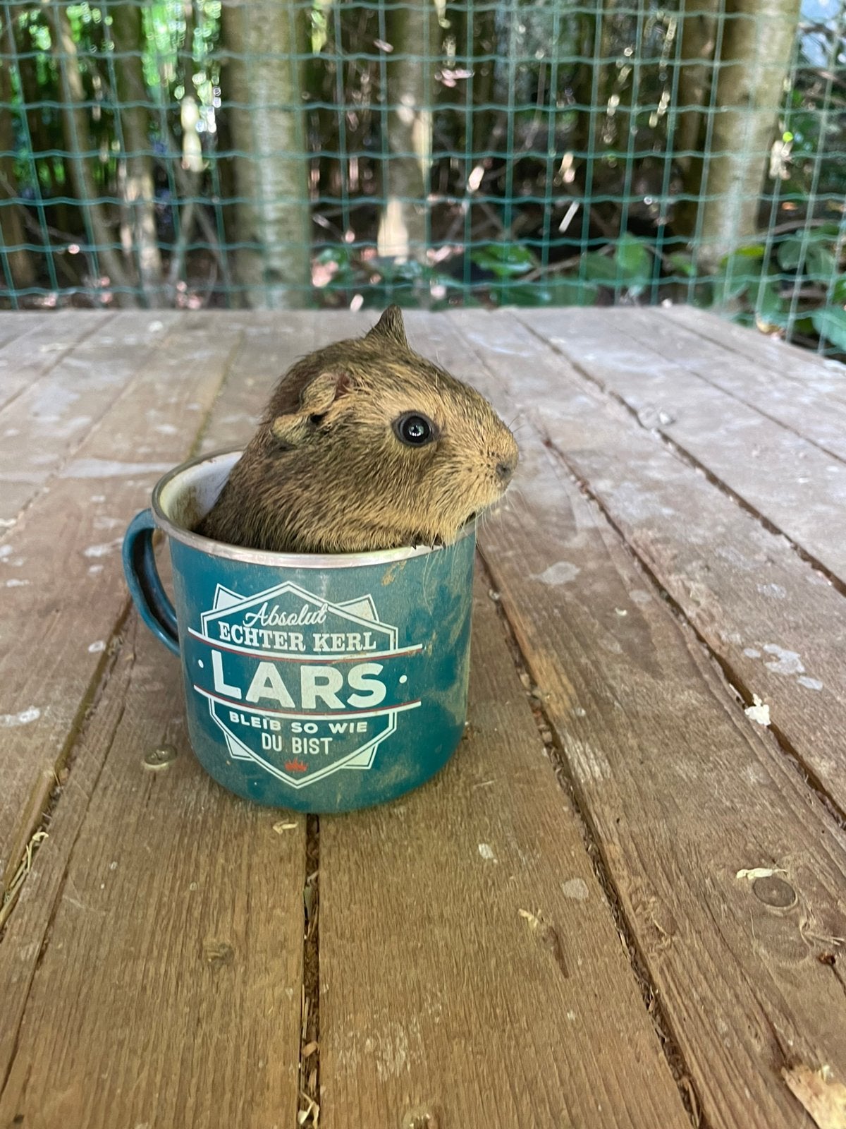 Cavia zeugje ( vrouwtje ) te koop, Dieren en Toebehoren, Knaagdieren, Cavia, Vrouwelijk, Mei, Tam