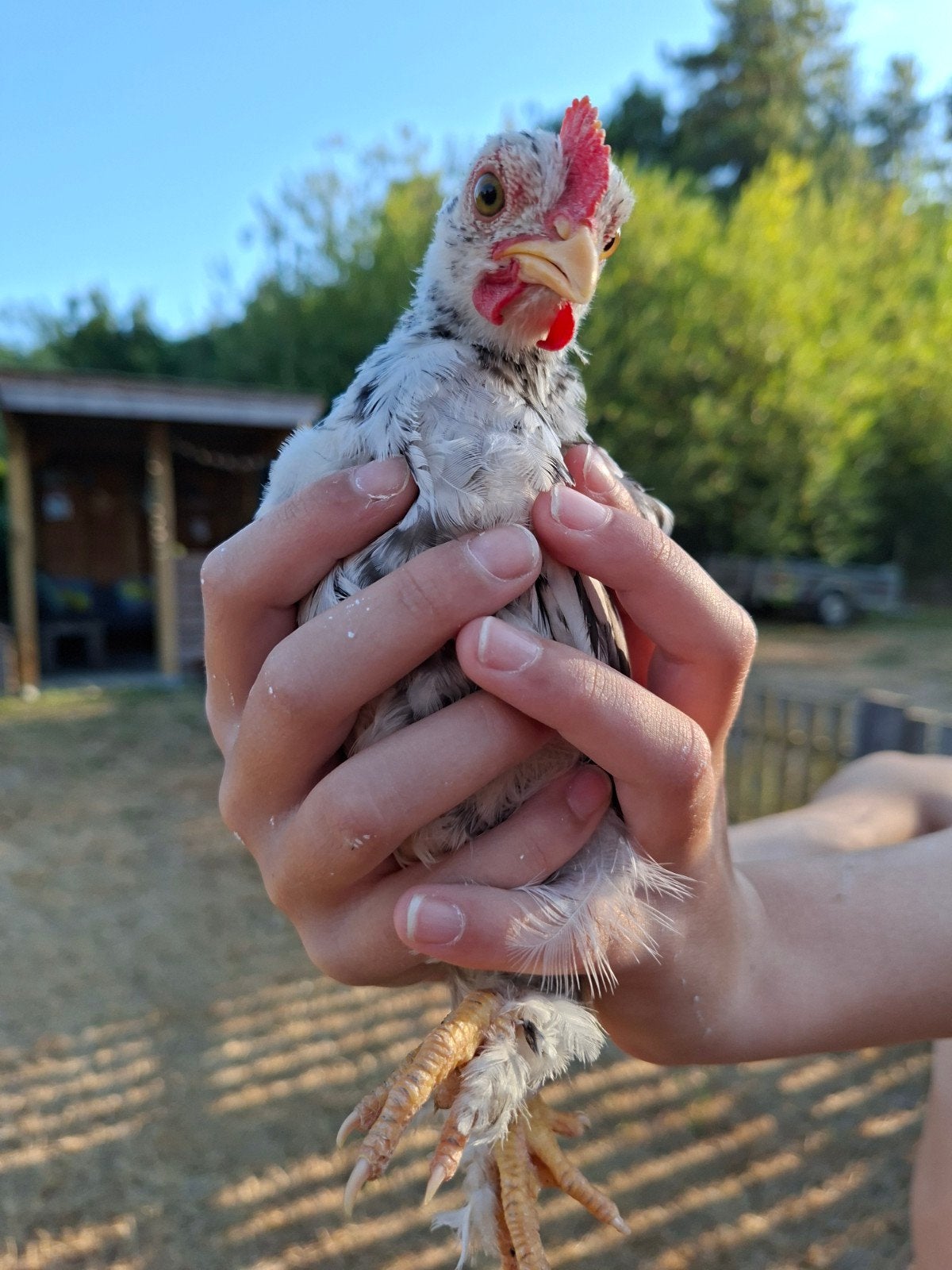 kriel haantjes, Dieren en Toebehoren