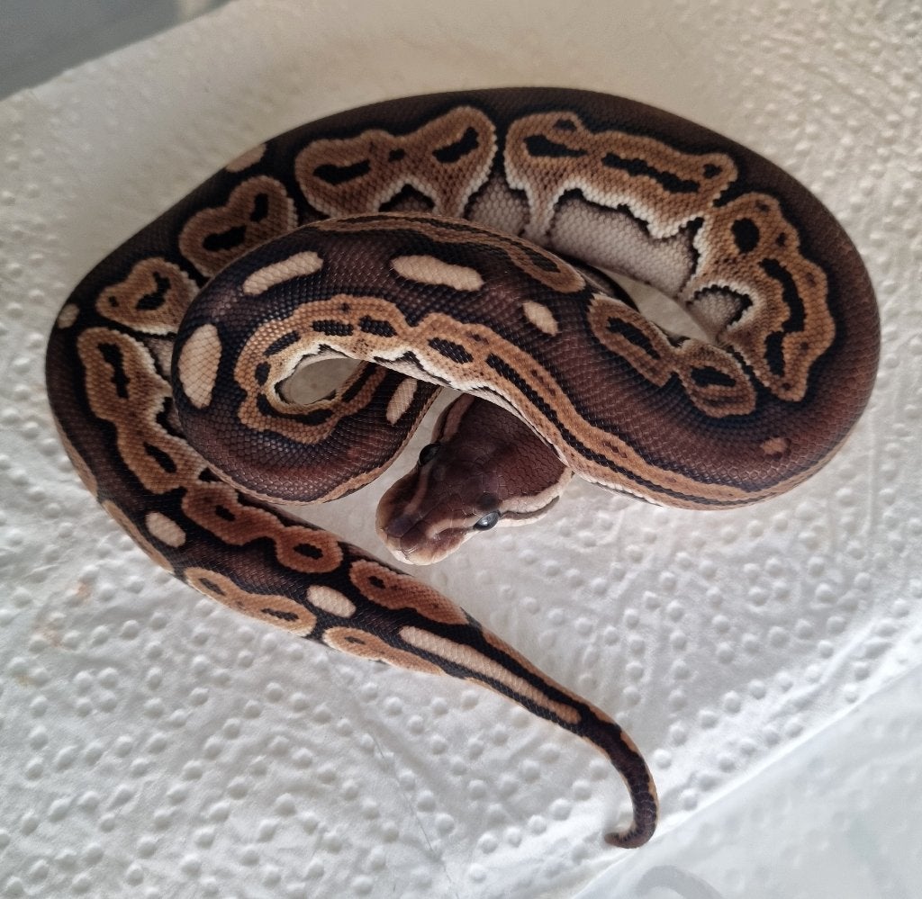 0.1 black pastel special (od) het clown koningspython