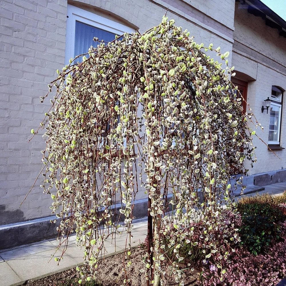 «Kilmarnock», Ophalen
