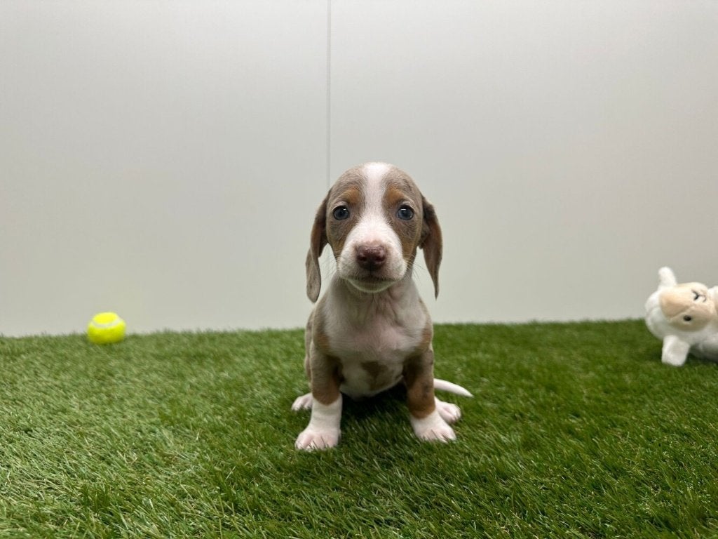 Nestje Gladharige Teckel pups, Dieren en Toebehoren, Parvo, België, 8 tot 15 weken, Korthaar