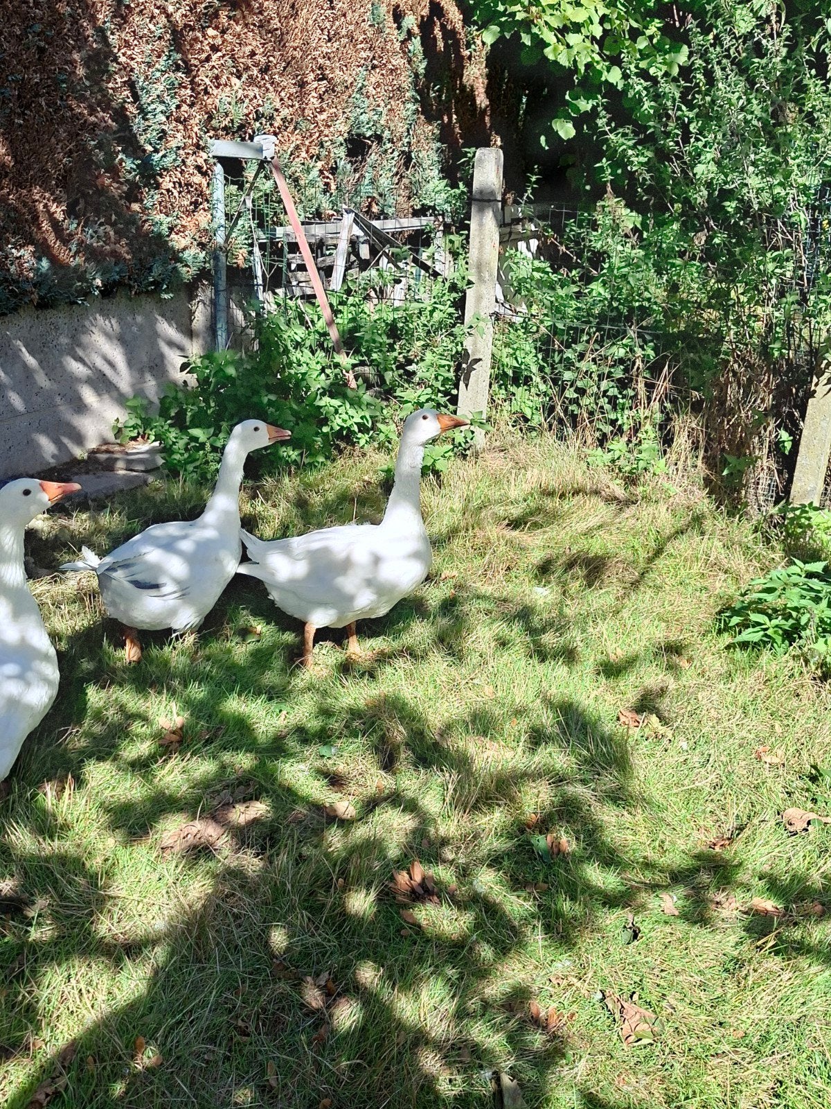 koppel witte ganzen, Dieren en Toebehoren, Pluimvee