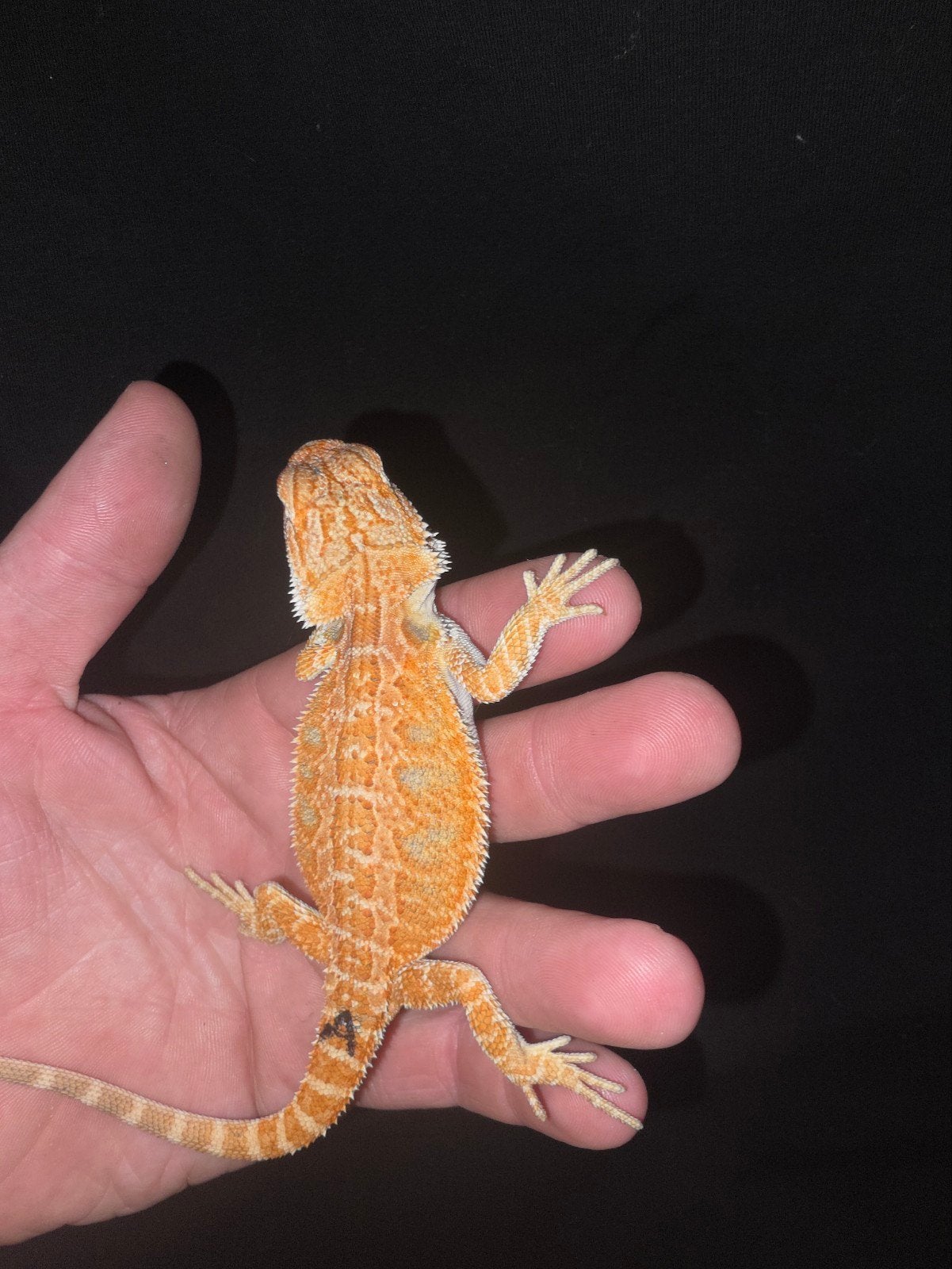 très belle femelle dragon barbu orange, Lézard, Domestique, 0 à 2 ans