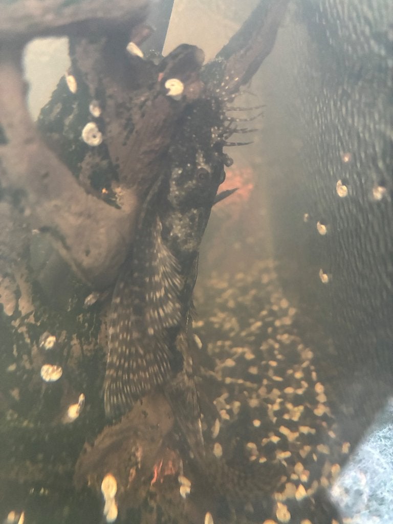 Algeneter, Animaux & Accessoires, Poissons | Poissons d'aquarium, Poisson, Poisson d'eau douce