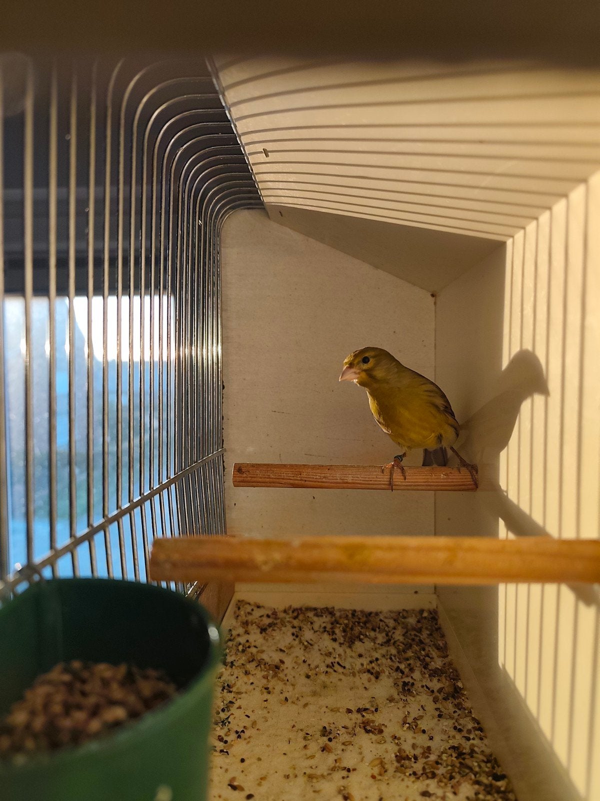 Wilde kanarie mannen. 2026, Mannelijk, Wildzangvogel, Geringd