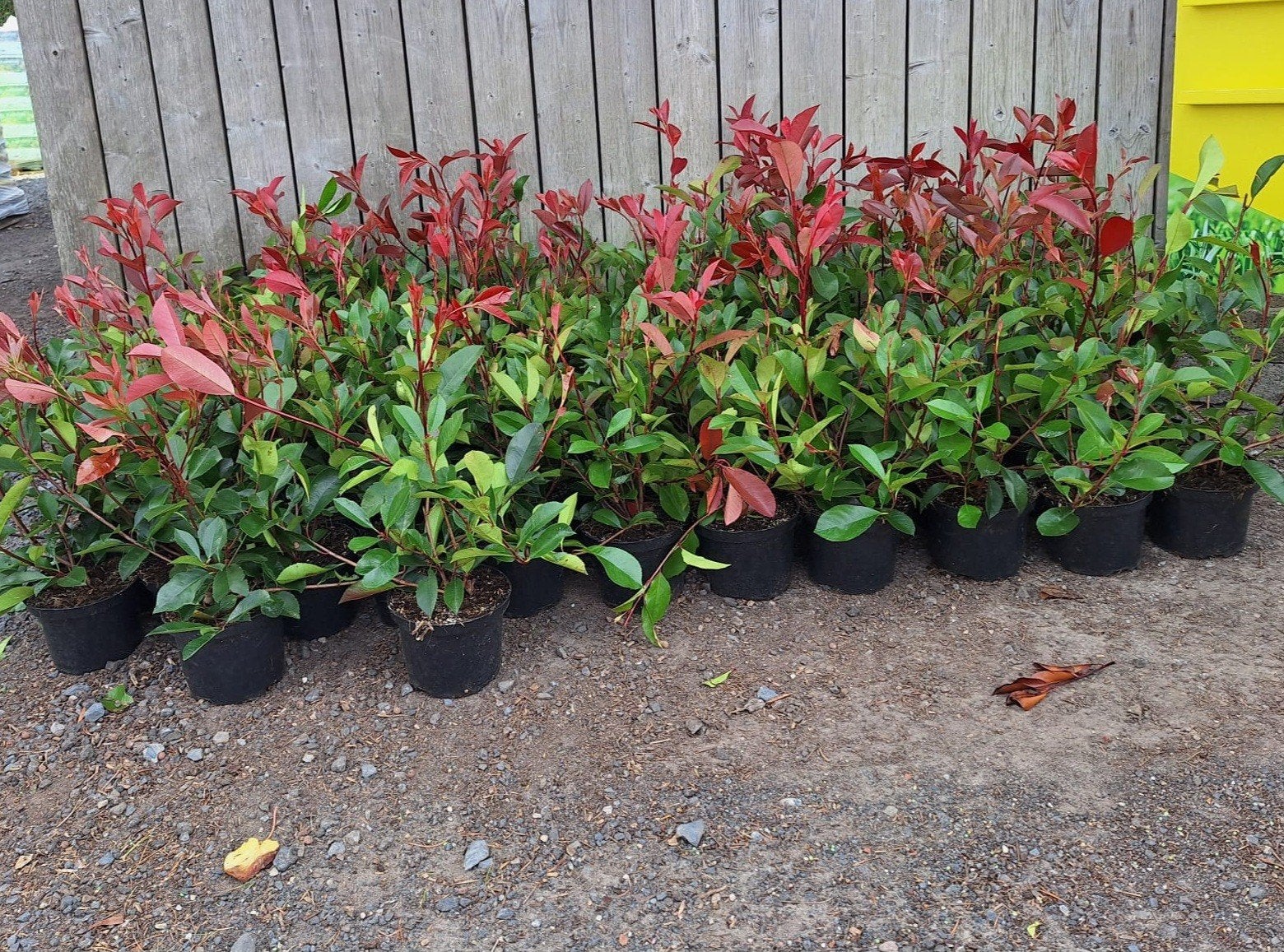 ‼️Photinia red robin aan promoprijzen ‼️, Jardin & Terrasse, Enlèvement, Charme, Haie