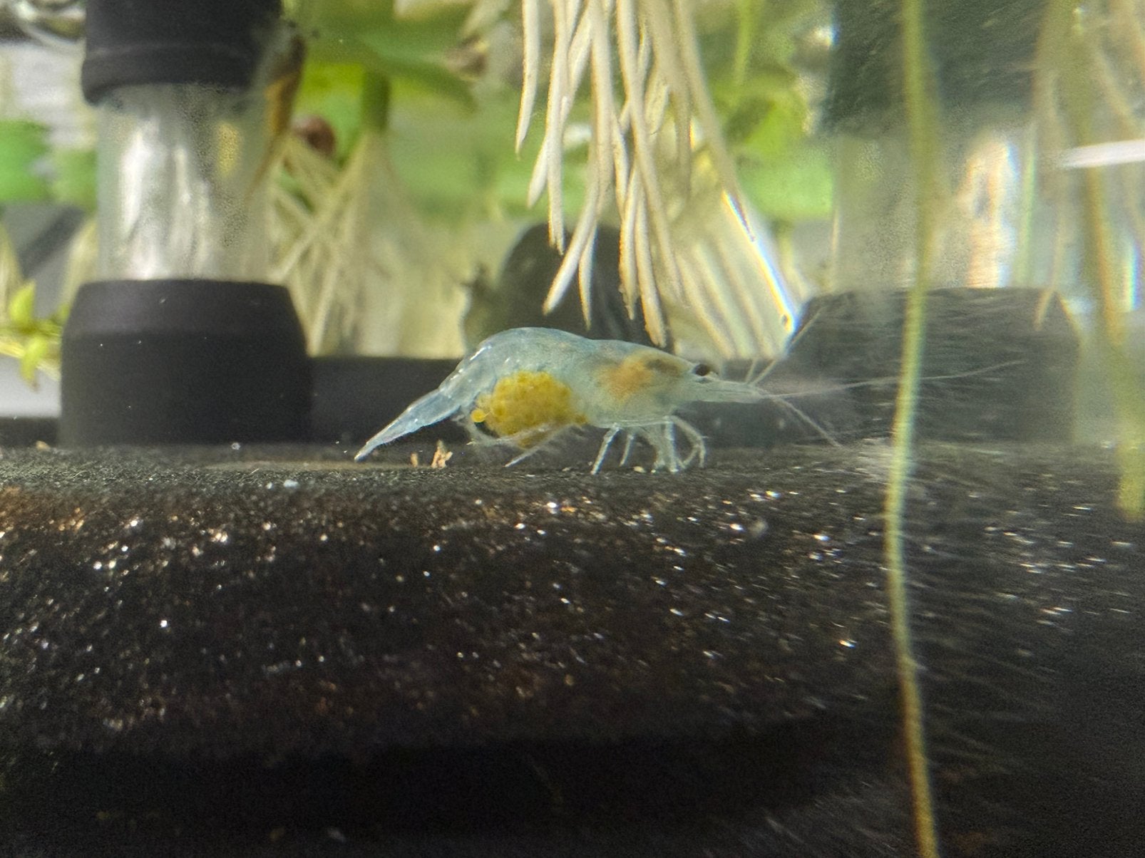 Blue Jelly neo caridina, Homard, Crabe ou Crevette, Poisson d'eau douce