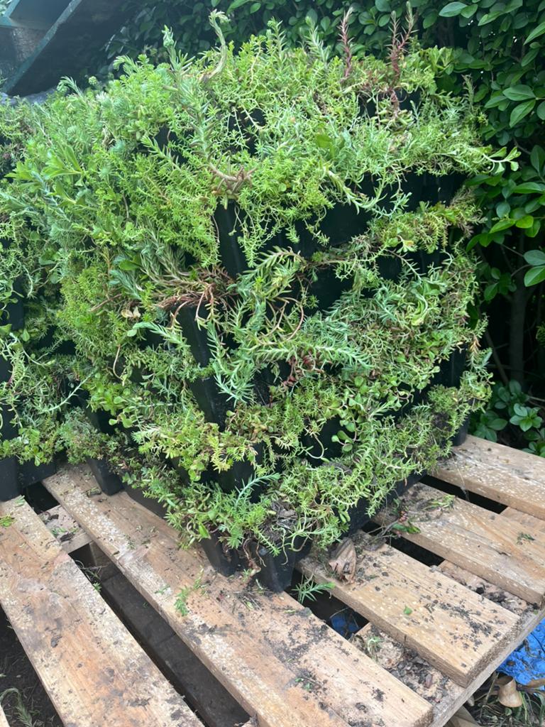 Sedumcassettes groendak, Ophalen, Nieuw