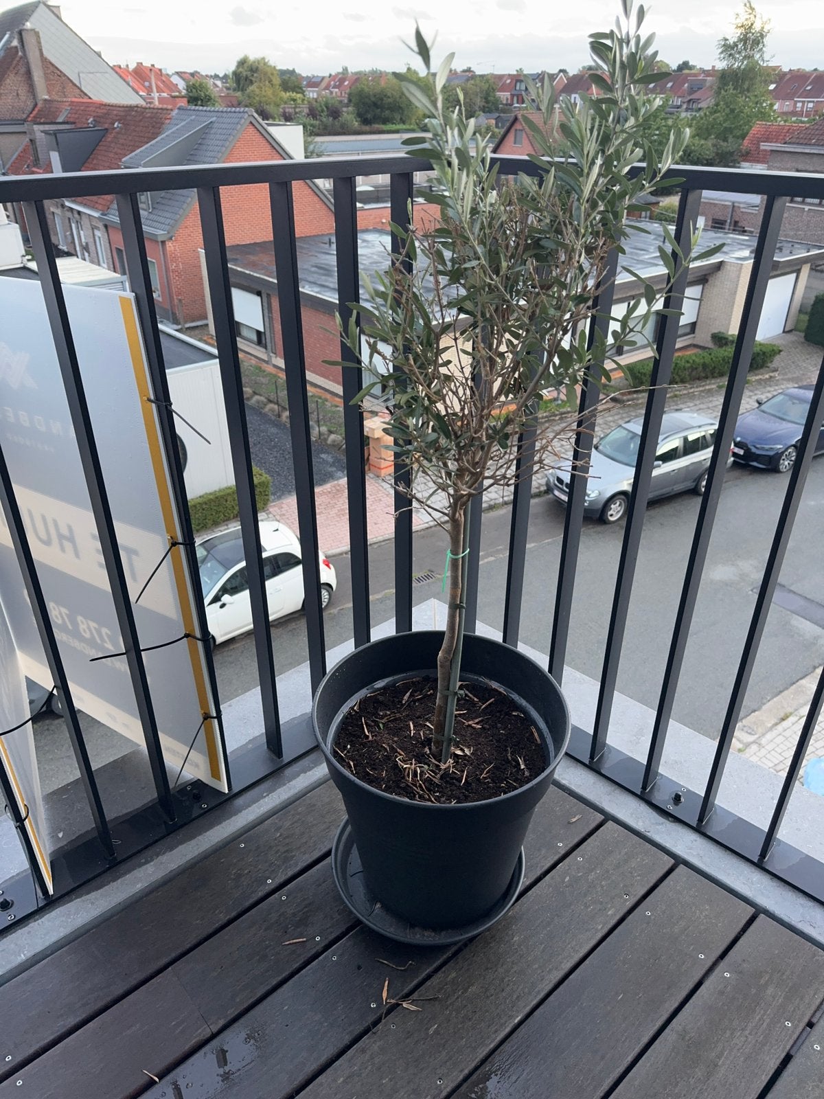 Olijfboom te koop – ca. 100 cm, Jardin & Terrasse, Plantes | Arbres, Enlèvement, Olivier