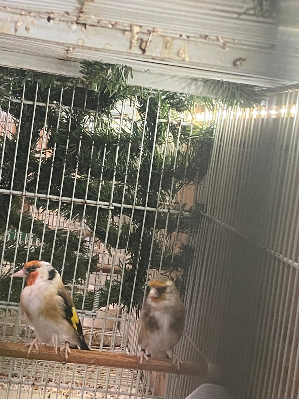 Distelvinken, Dieren en Toebehoren, Vogels | Overige Vogels, Meerdere dieren, Wildzangvogel, Geringd