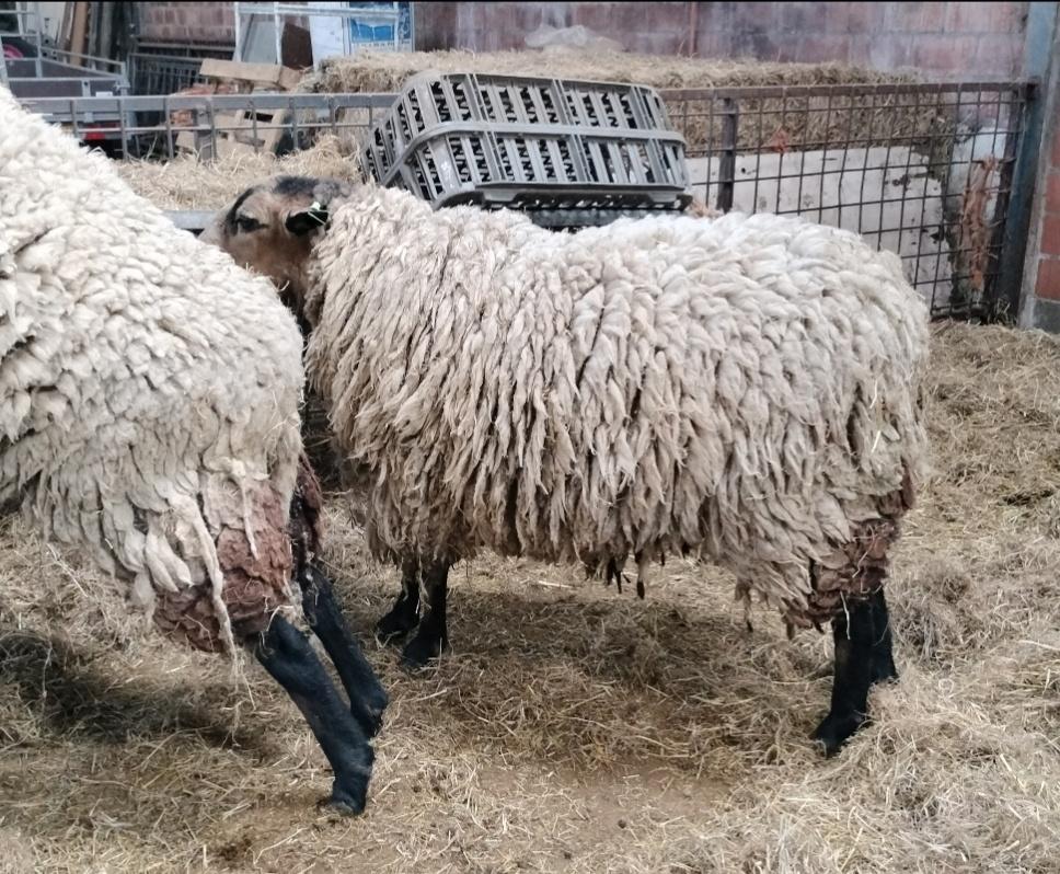Rammen, Dieren en Toebehoren, Schapen, Geiten en Varkens, Mannelijk, Schaap, 0 tot 2 jaar