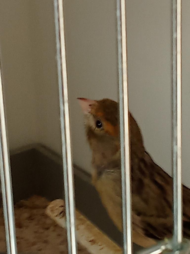 Te koop koppel Kanaries, Dieren en Toebehoren, Vogels | Kanaries