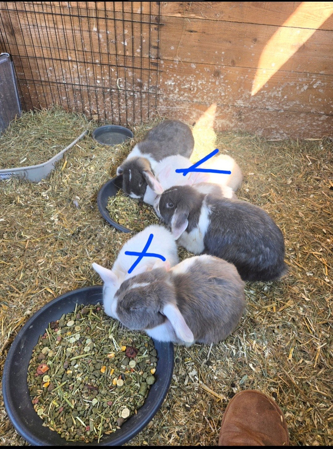 Nieuw huisje gezocht