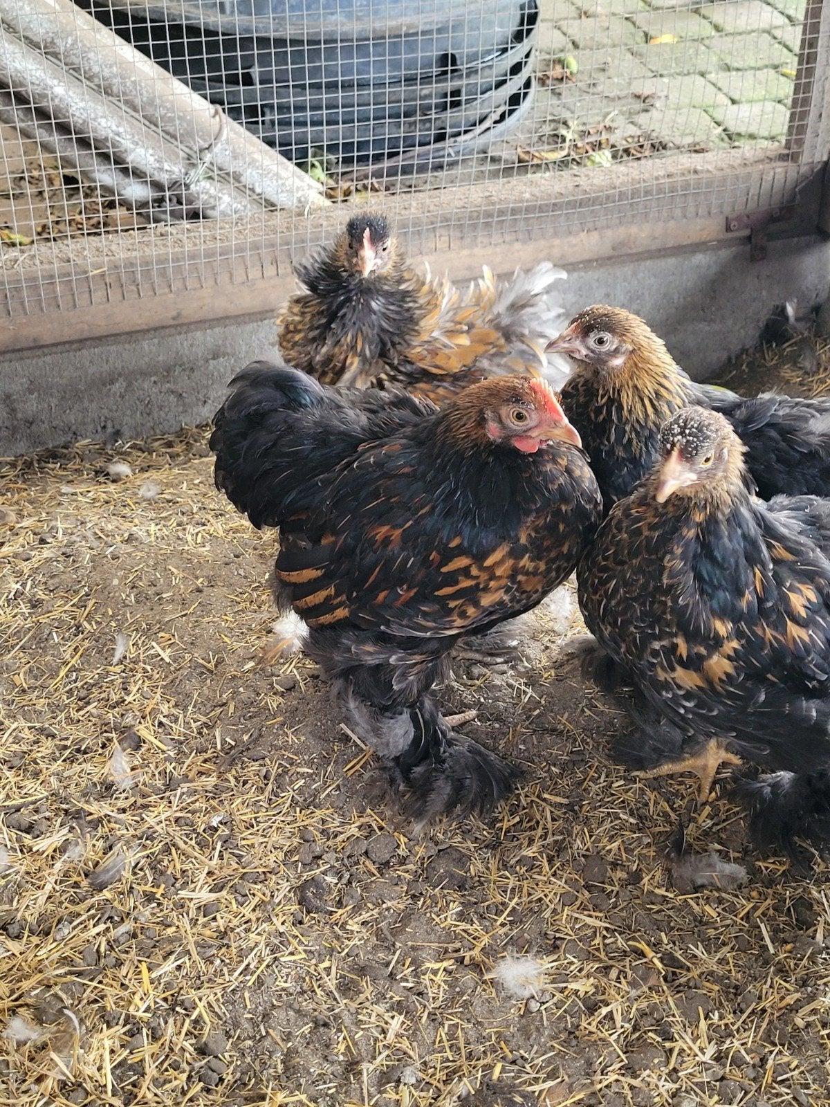 5 cochin kriel haantjes goudblauw en goudzwart gezoomd, Dieren en Toebehoren
