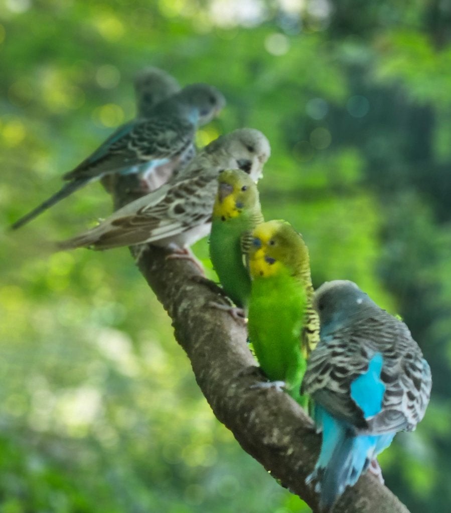 Grasparkieten, Plusieurs animaux, Perruche, Domestique