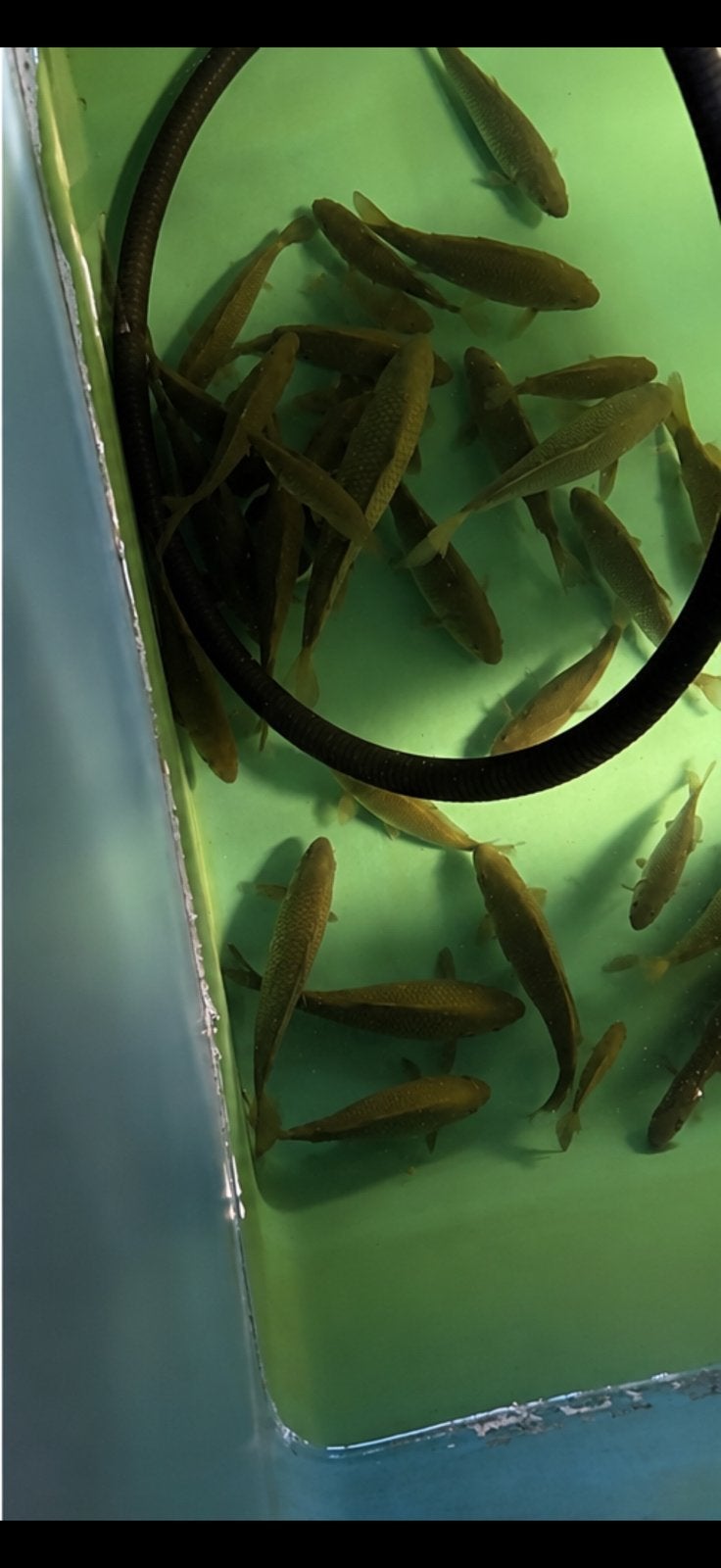 Karpers, Karper of Koi