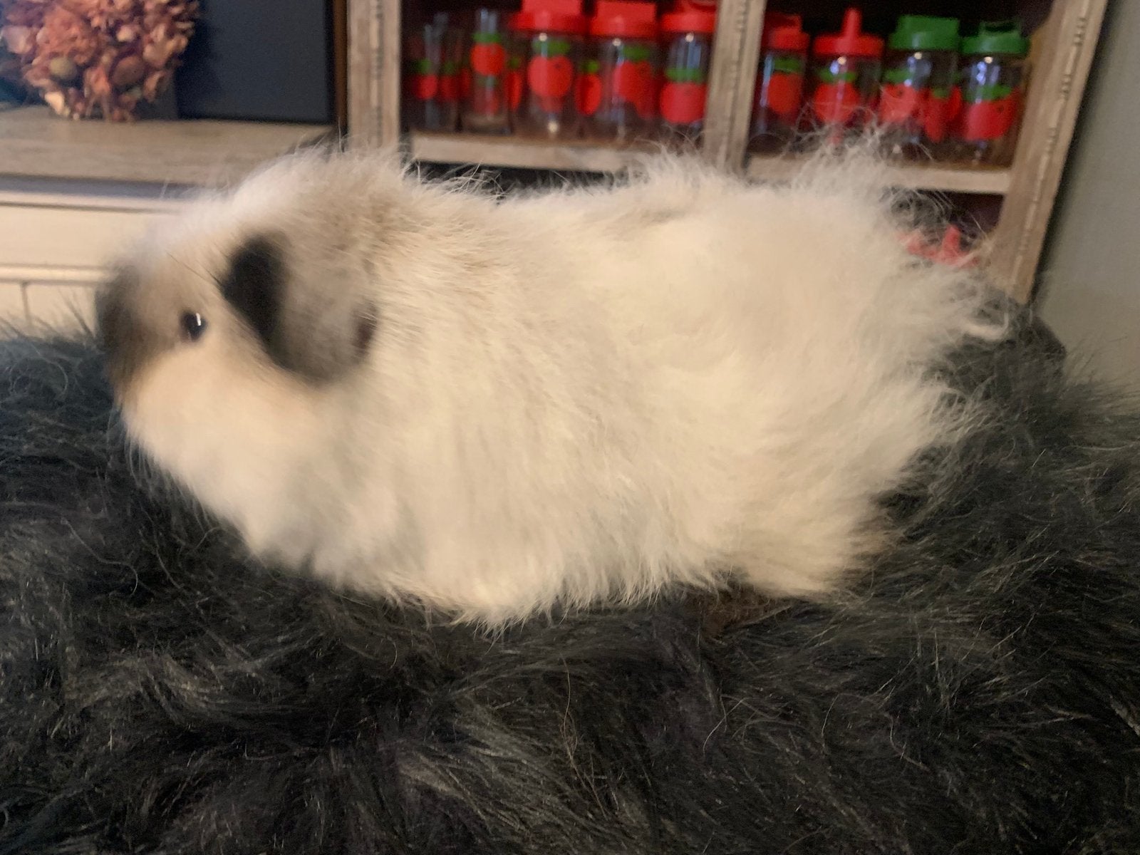 Mooie CH teddy california wit fokbeer 8 maand, Dieren en Toebehoren, Knaagdieren, Cavia, Mannelijk, Januari, Tam
